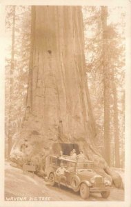RPPC BIG TREE & CAR WAVONA WAWONA YOSEMITE CALIFORNIA REAL PHOTO POSTCARD 1930s