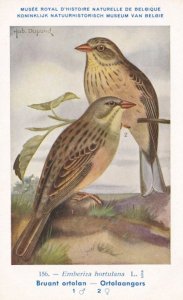 Ortolan Bunting Emberiza Hortulana Bruant WW2 Bird Rare Postcard