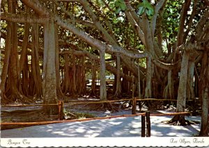 Florida Fort Myers Edison Winter Home The Banyan Tree