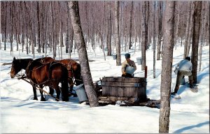 Maple Sugaring in New England Chrome Postcard Y15