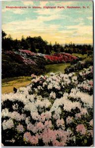 Rhododendrons in Bloom, Highland Park, Rochester NY c1913 Vintage Postcard M11