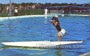 Dog Rides Surfboard - Marineland, Florida FL  