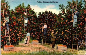 USA Picking Oranges In Florida Linen Postcard 09.72