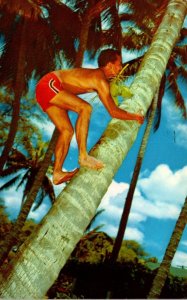 Hawaii Cocopalm Climber 1971