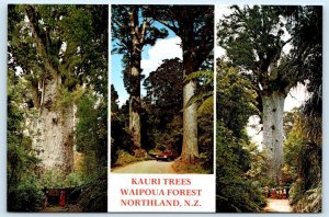 NORTHLAND, New Zealand ~ WAIPOUA FOREST Kauri Trees 4x6 Postcard