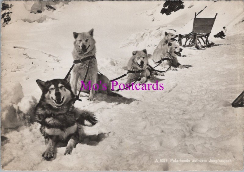 Animals Postcard - Sled Husky Dogs, Polarhunde Auf Dem Jungfraujoch  RR20499