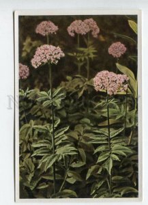 427966 Flower Valeriana officinalis Sammelwerk Tobacco Card w/ ADVERTISING