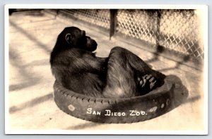 San Diego Zoo California Postcard Mountain Gorilla Relaxing inside a tire RPPC