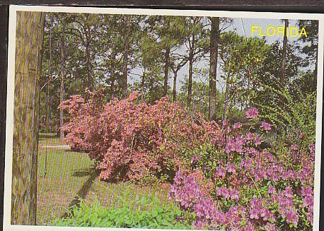 Azaleas in Bloom in FL Postcard BIN 