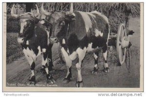 Yoked Oxen Pulling Hay Cart, Nova Scotia, Canada 1930s