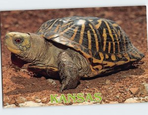 Postcard Ornate Box Turtle State Reptile Kansas USA