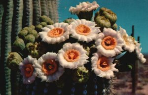 Vintage Postcard 1969 Saguaro Big Cactus Flowers Springtime Blossoms Arizona AZ