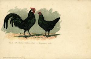 Chicken Hen Rooster, Black Hamburger (1910s) No. 01