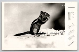 RPPC Chipmunk Nuts About Northern California Postcard G21