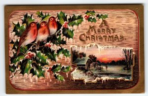 Christmas Postcard Birds On Holly Branches Cottage Embossed Germany Series 2179