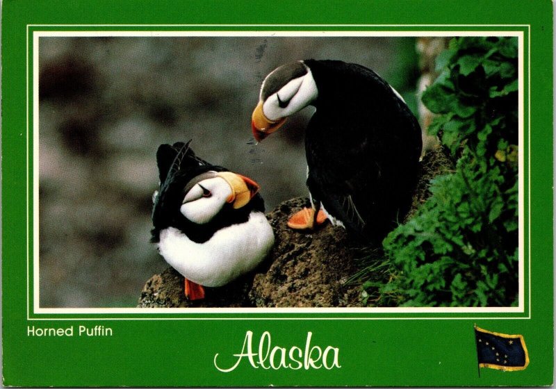 Horned Puffins Alaska Psotcard PC69
