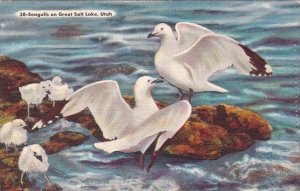 Seagulls On Great Salt Lake Utah