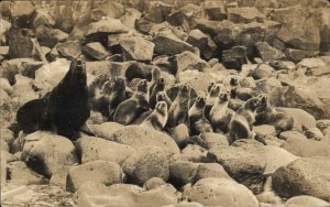 Alaska Sea Lions or Seals on Rocks c1920 Real Photo Postcard