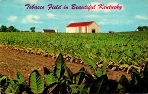 Kentucky Beautiful Tobacco Field