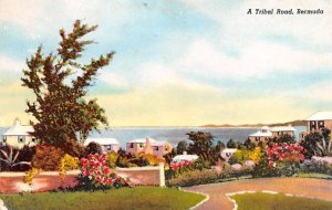 Tribal Road Bermuda Postcard