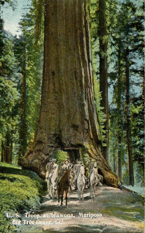 CA - Santa Cruz County. Big Tree Grove, U.S. Troops at Wawona