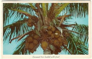 Coconut Tree Loaded With Fruit, Florida, Vintage 1960 Postcard, Slogan Cancel