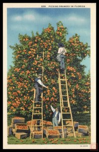 Picking Oranges in Florida
