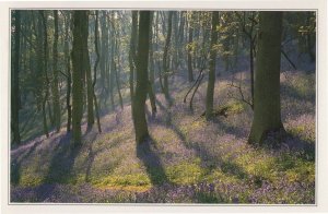 Bluebells Woods On Malvern Hills Worcester Postcard