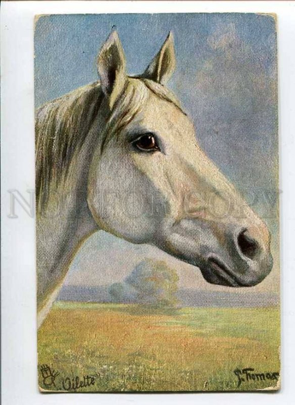 3021553 Head of ARABIAN HORSE THOMAS vintage TUCK postcard