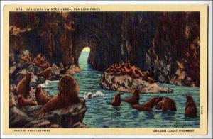 OR - Sea Lions, Sea Lion Caves along Oregon Coast Highway