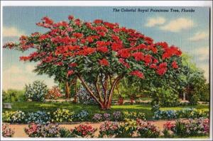 FL - Royal Poinciana Tree