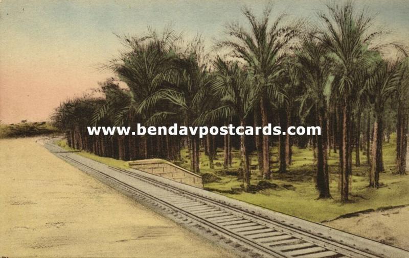 israel palestine, SUR, Oasis in Wilderness, Railway Track, Palm Trees (1930s)