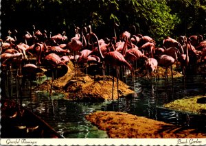 Florida Tampa Busch Gardens Graceful Flamingos