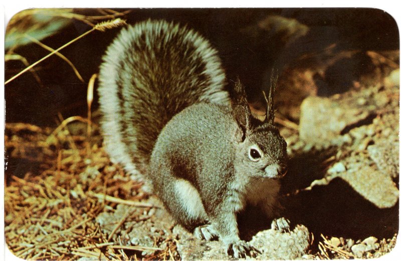 US    PC3057  TUFT-EARED OR ALBERT SQUIRRELS, COLORADO