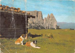 BG27067 dog chien seiser alm alpe di siusi  laurinhutte und schlern bent  italy