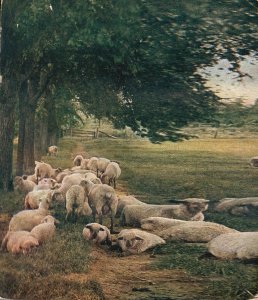 Vintage Postcard Sheep Pastoral On Grassy Forest Farm Large Trees