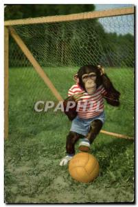 Postcard Modern Monkey Football