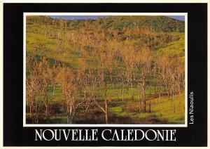 BR9021 Nouvelle Caldonie Les Niaoulis  new caledonia