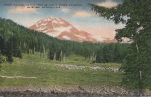 US    PC4848  SHEEP GRAZING NEAR SISTER MOUNTAIN, OREGON