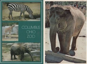 Elephant At Columbus Ohio & Washington Zoo 2x Postcard s