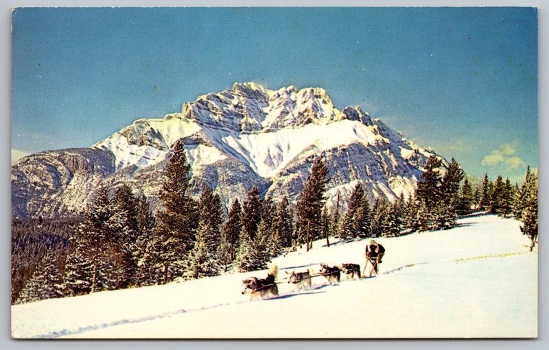 Scenic Northen Alaska Sled Dog Team Virgin Snow Vintage Unposted Postcard