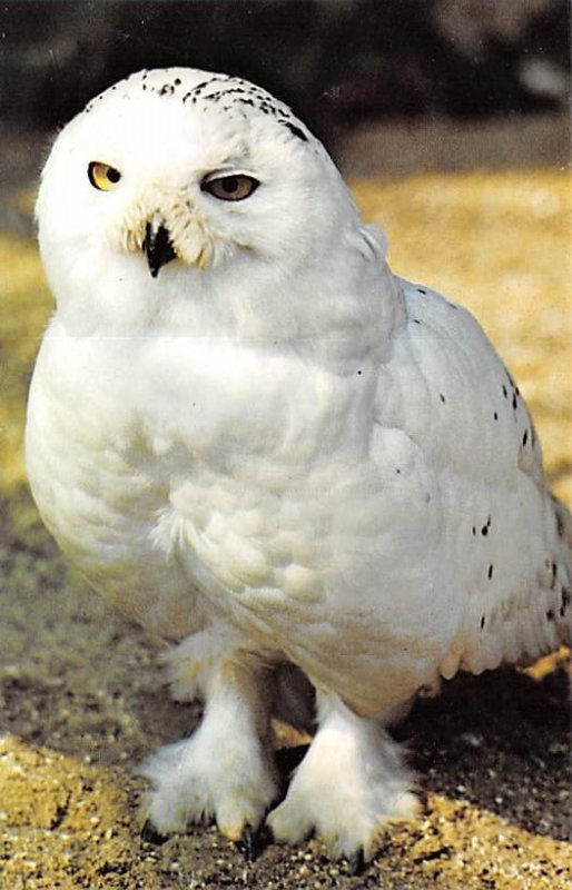 Snowy Owl Farnham, Surrey Unused 