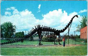 VERNAL, Utah UT    Replica of  DIPLODOCUS   76 Feet Long    c1950s   Postcard