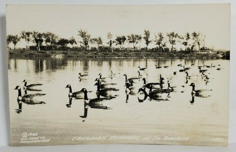 Ducks RPPC Canadian Honkers in South Dakota 1946 LL Cook Postcard T12