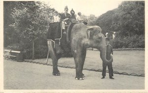 Elephant zoo Antwerp Belgium vintage postcard