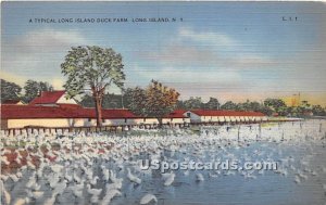 Long Island Duck Farm in Long Island, New York