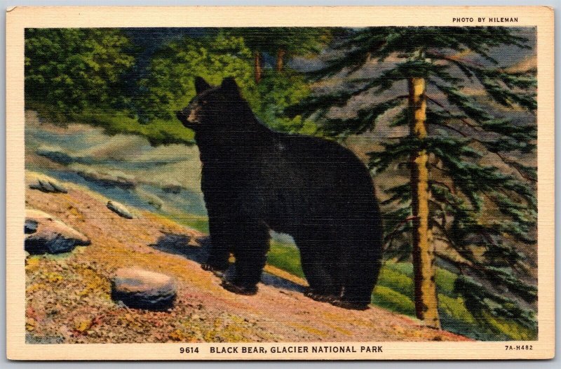 Vtg Montana MT Black Bear Glacier National Park 1930s View Linen Postcard
