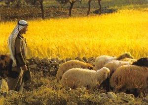 Bethlehem Bethlehem, Shepherd'S Field