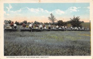 Reaping Famous Kentucky Blue Grass Seed Farming 1928 postcard