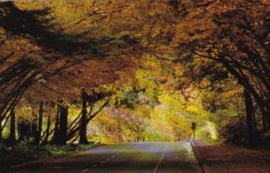 Canada Colorful Drive In Stanley Park Vancouver British Columbia